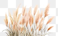 PNG Pampas grass bushes plant white background vegetation