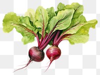 PNG Beetroot vegetable plant food. 