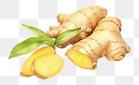 PNG Plant food ingredient vegetable. AI generated Image by rawpixel.