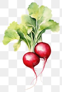 PNG Radish vegetable plant food. AI generated Image by rawpixel.