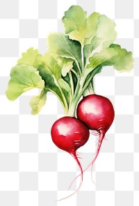 PNG Radish vegetable plant food. 