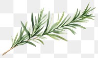 PNG Rosemary plant herbs leaf. AI generated Image by rawpixel.