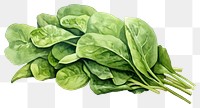 PNG Spinach vegetable plant food. AI generated Image by rawpixel.