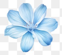 PNG Soft Blue Flower flower petal plant. 