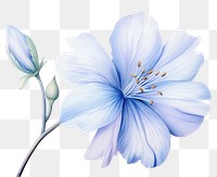 PNG Soft Blue Flower flower blossom petal. 