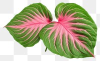 PNG Caladium leave plant leaf  