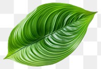 PNG Calathea leave plant leaf  