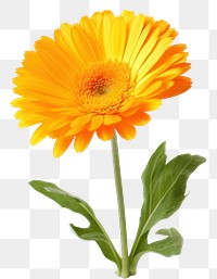 PNG Calendula sunflower petal plant. 