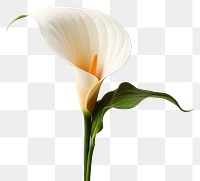 PNG Calla Lily flower petal plant. AI generated Image by rawpixel.