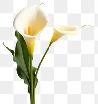 PNG Calla Lily flower petal plant. AI generated Image by rawpixel.
