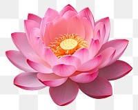 PNG Lotus blossom flower petal. AI generated Image by rawpixel.