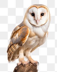 PNG Barn owl animal bird  