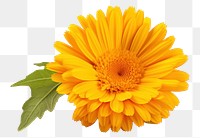 PNG Calendula sunflower petal plant. AI generated Image by rawpixel.