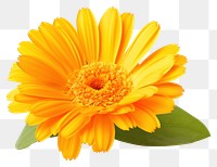 PNG Calendula flower petal plant. 