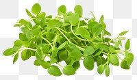 PNG Water chickweed vegetable plant herbs. AI generated Image by rawpixel.