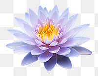 PNG Lily blossom flower plant. AI generated Image by rawpixel.