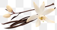 PNG Vanilla Orchid Flower flower orchid petal. 