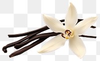 PNG Dried Vanilla pod flower orchid petal