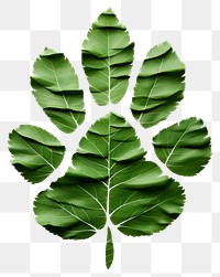 PNG A green tiger paw leaf plant  