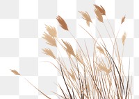 PNG A dry Grass grass backgrounds plant. 