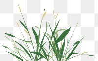 PNG A Grass grass backgrounds plant. AI generated Image by rawpixel.