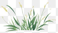 PNG A Grass grass plant green. AI generated Image by rawpixel.