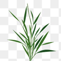 PNG A Grass grass plant green. AI generated Image by rawpixel.