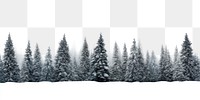 PNG Tree snow outdoors woodland