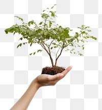 PNG Tree holding bonsai plant. 