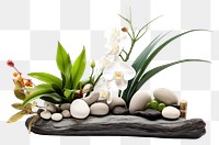 PNG Fengshui arrangement flower plant white. AI generated Image by rawpixel.