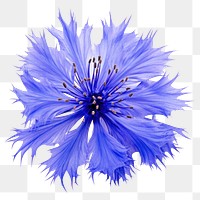 PNG Flower petal plant blue. 