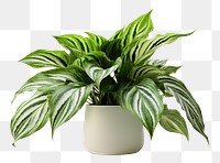 PNG Plant houseplant green leaf. 