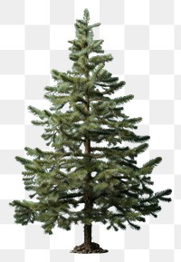 PNG Plant tree pine fir. 