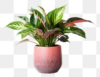 PNG Plant houseplant green vase. 