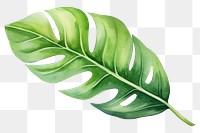 PNG Leaf plant white background xanthosoma. AI generated Image by rawpixel.