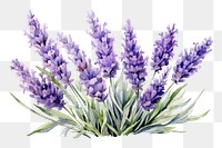 PNG Lavender lavender blossom flower