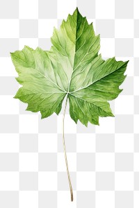 PNG Leaf plant tree  