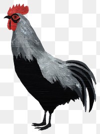 PNG Rooster chicken poultry animal. 