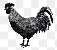 PNG Rooster chicken poultry animal. 