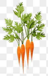 PNG Carrots vegetable plant herbs. AI generated Image by rawpixel.