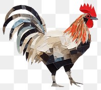 PNG Rooster chicken poultry animal. 