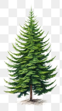 PNG Christmas tree drawing plant pine. 