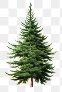 PNG Christmas tree plant pine fir. 