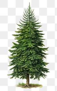 PNG Christmas tree plant pine fir. 