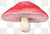 PNG Mushroom fungus agaric red. 