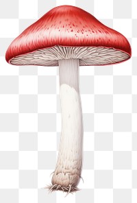 PNG Mushroom fungus agaric plant. 