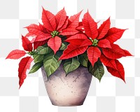 PNG Poinsettia flower plant leaf. AI generated Image by rawpixel.