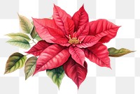 PNG Poinsettia flower plant petal. 