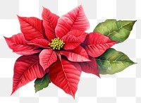 PNG Poinsettia flower plant petal