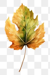 PNG Leaf plant tree white background. AI generated Image by rawpixel.